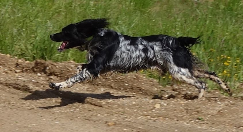 ein Hund (Epagneul) im Galopp von der Seite